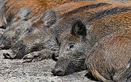 Wild boar (juvenile, Sus scrofa)